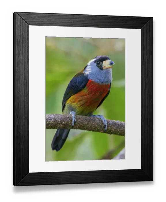 Framed Print : Toucan barbet fledgling, cloud forest, Ecuador