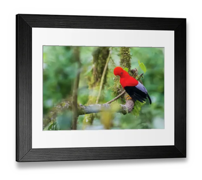 Framed Print : Andean cock-of-the-rock, cloud forest. Andes, Ecuador Framed Print : Andean cock-of-the-rock, cloud forest. Andes, Ecuador