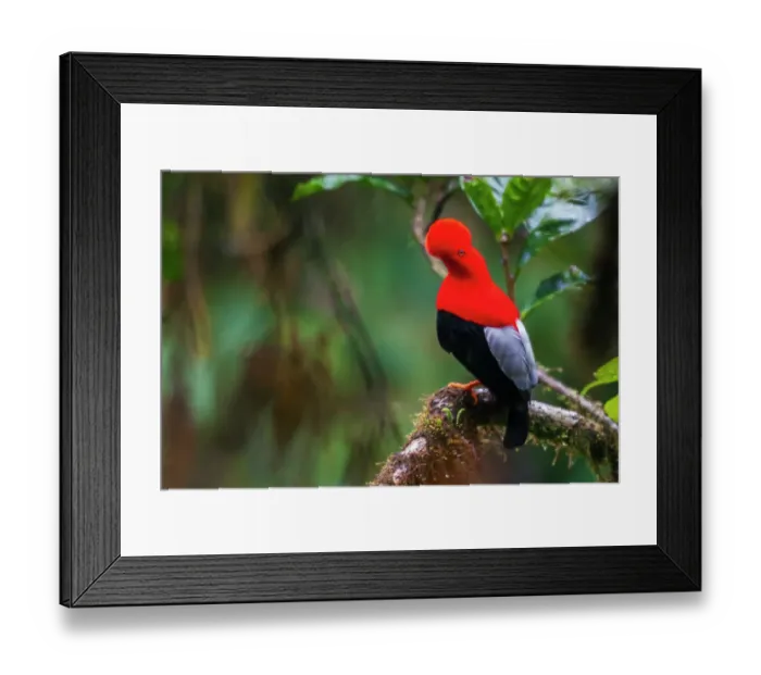 Framed Print : Andean cock-of-the-rock, cloud forest. Andes, Ecuador