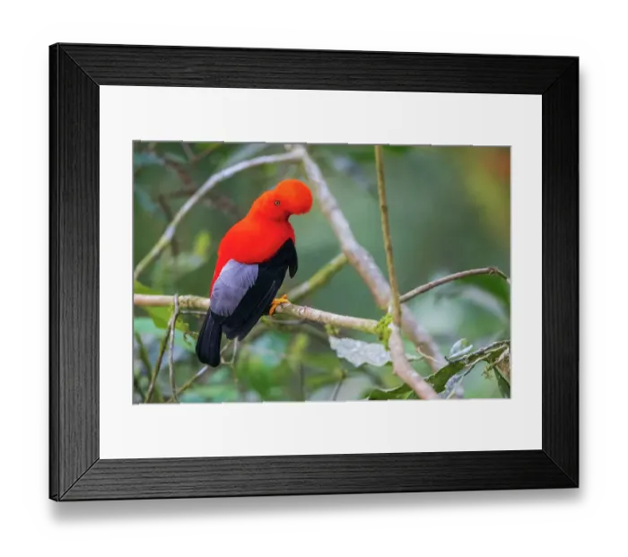 Framed Print : Andean cock-of-the-rock, cloud forest. Andes, Ecuador Framed Print : Andean cock-of-the-rock, cloud forest. Andes, Ecuador