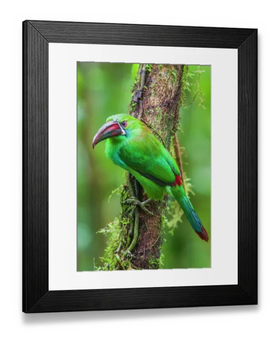 Framed Print : Crimson-rumped toucanet portrait in cloud forest, Ecuador
