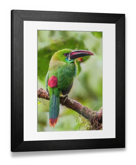 Framed Print : Crimson-rumped toucanet portrait in cloud forest, Ecuador Framed Print : Crimson-rumped toucanet portrait in cloud forest, Ecuador