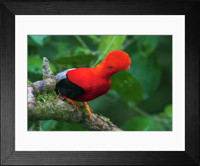 Framed Print : Andean cock-of-the-rock, cloud forest. Andes, Ecuador Framed Print : Andean cock-of-the-rock, cloud forest. Andes, Ecuador