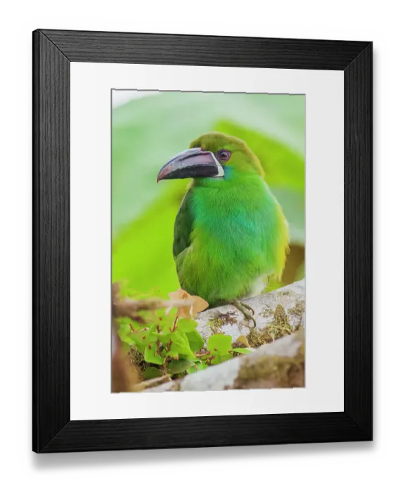 Framed Print : Crimson-rumped toucanet portrait in cloud forest, Ecuador Framed Print : Crimson-rumped toucanet portrait in cloud forest, Ecuador