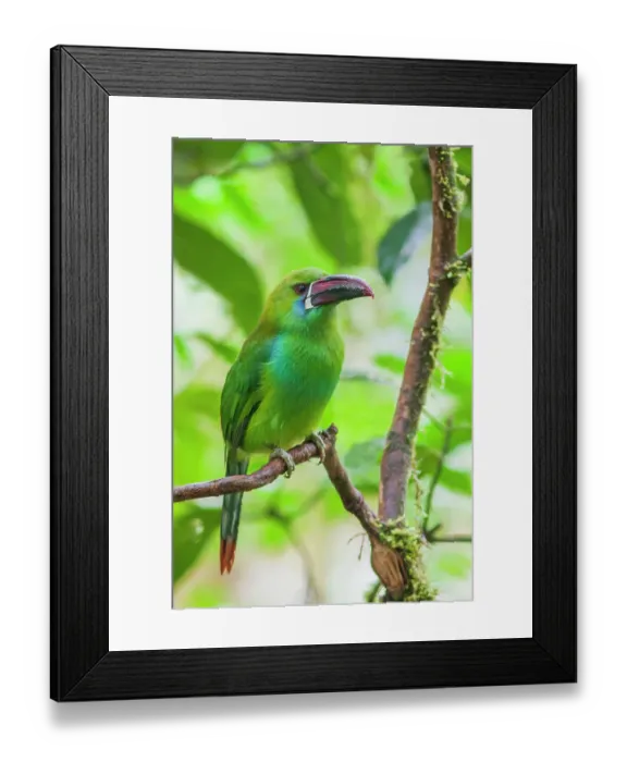 Framed Print : Crimson-rumped toucanet portrait in cloud forest, Ecuador Framed Print : Crimson-rumped toucanet portrait in cloud forest, Ecuador