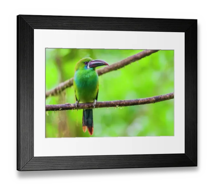 Framed Print : Crimson-rumped toucanet portrait in cloud forest, Ecuador