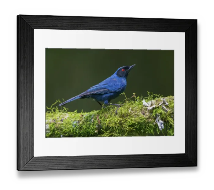 Framed Print : Masked flowerpiercer, a mossy perch in the cloud forest. Ecuador, South America Framed Print : Masked flowerpiercer, a mossy perch in the cloud forest. Ecuador, South America