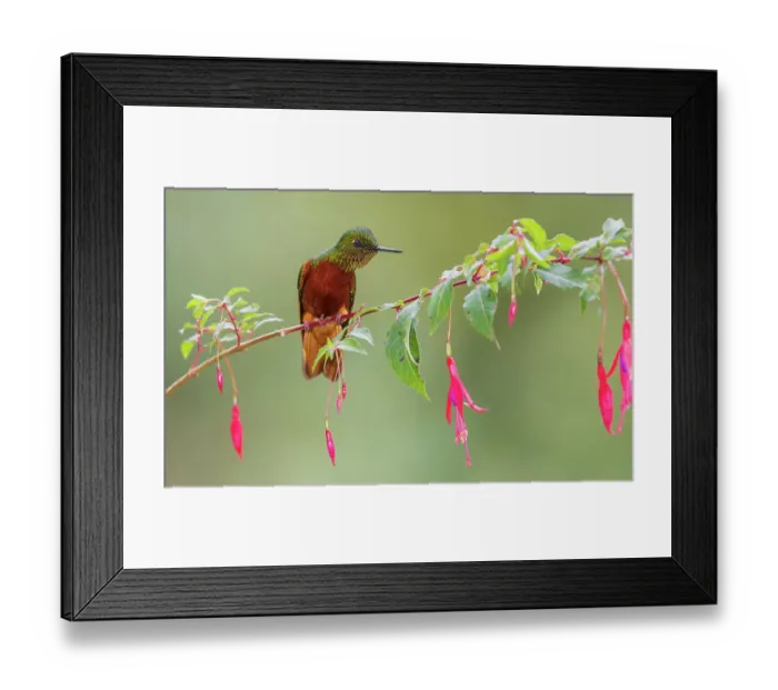 Framed Print : Chestnut-breasted coronet perched in a cloud forest, Ecuador Framed Print : Chestnut-breasted coronet perched in a cloud forest, Ecuador