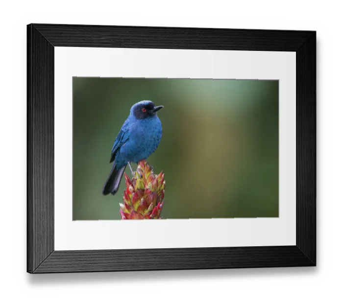 Framed Print : Masked flowerpiercer, cloud forest. Ecuador, South America Framed Print : Masked flowerpiercer, cloud forest. Ecuador, South America