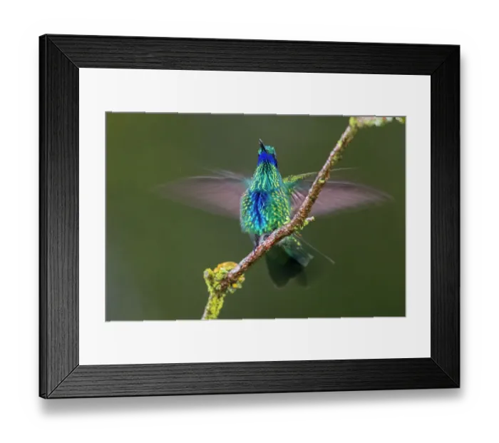 Framed Print : Sparkling violetear hummingbird alighting in Ecuador Framed Print : Sparkling violetear hummingbird alighting in Ecuador