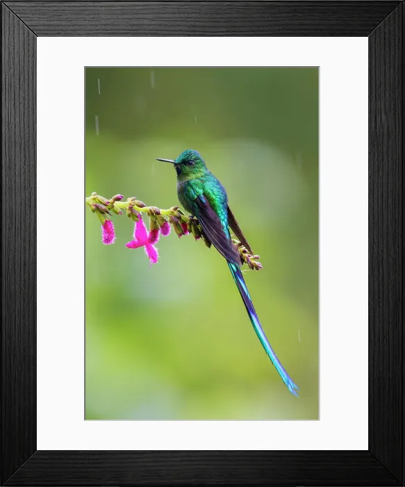 Framed Print : Violet-tailed sylph, cloud forest of Ecuador Framed Print : Violet-tailed sylph, cloud forest of Ecuador