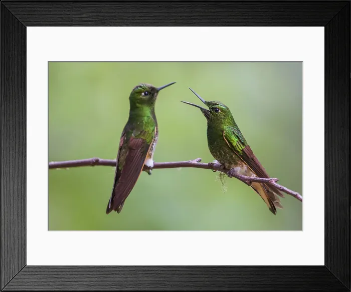 Framed Print : Buff-tailed coronet hummingbirds having a conversation in the cloud forest of Ecuador