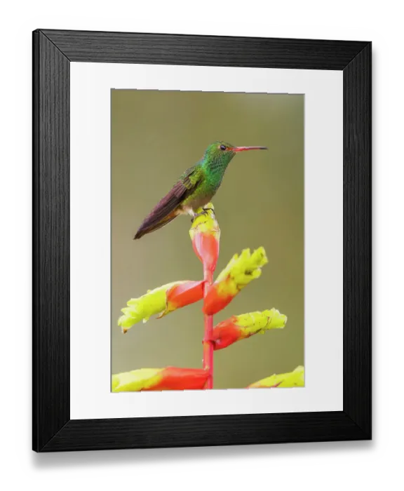 Framed Print : Rufous-tailed hummingbird perched on a heliconia bloom, cloud forest, Ecuador Framed Print : Rufous-tailed hummingbird perched on a heliconia bloom, cloud forest, Ecuador