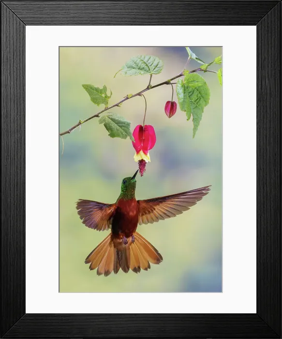 Framed Print : Chestnut-breasted coronet hummingbird foraging, cloud forest, Ecuador Framed Print : Chestnut-breasted coronet hummingbird foraging, cloud forest, Ecuador