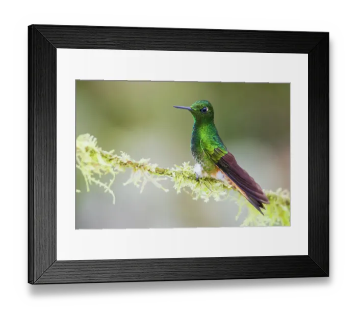 Framed Print : Buff-tailed coronet hummingbird on mossy perch, cloud forest, Ecuador Framed Print : Buff-tailed coronet hummingbird on mossy perch, cloud forest, Ecuador