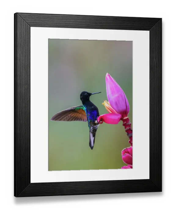 Framed Print : Velvet-purple coronet hummingbird foraging at banana bloom in the cloud forest of Ecuador Framed Print : Velvet-purple coronet hummingbird foraging at banana bloom in the cloud forest of Ecuador