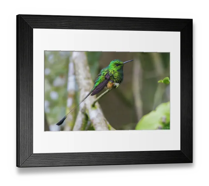 Framed Print : Booted racket-tail hummingbird at rest in the cloud forest habitat of Ecuador Framed Print : Booted racket-tail hummingbird at rest in the cloud forest habitat of Ecuador
