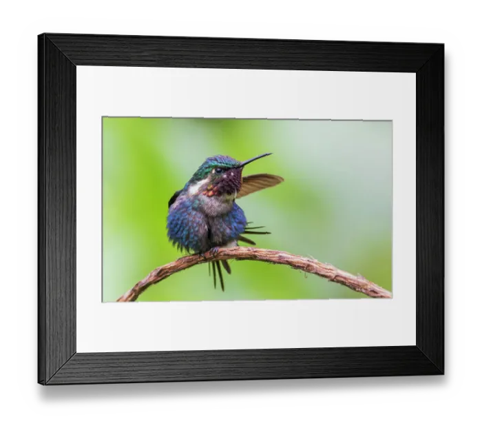 Framed Print : Gorgeted woodstar (male) preparing for take-off, cloud forest, Ecuador Framed Print : Gorgeted woodstar (male) preparing for take-off, cloud forest, Ecuador