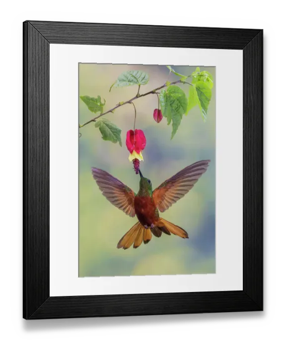 Framed Print : Chestnut-breasted coronet hummingbird foraging, cloud forest, Ecuador
