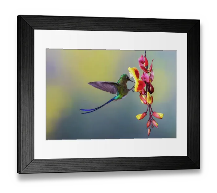 Framed Print : Violet-tailed sylph, foraging on beautiful hanging blooms, cloud forest of Ecuador Framed Print : Violet-tailed sylph, foraging on beautiful hanging blooms, cloud forest of Ecuador