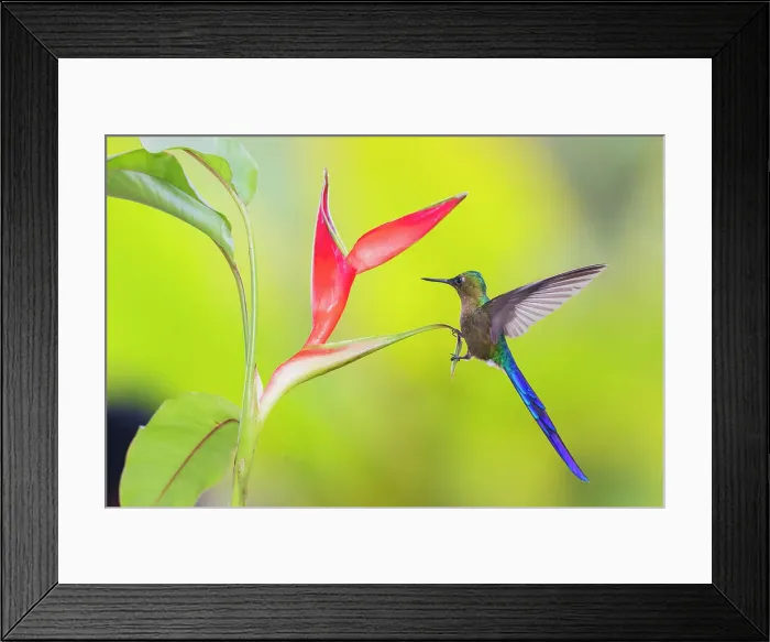 Framed Print : Violet-tailed sylph, a vividly stunning hummingbird alighting on a heliconia leaf, at home in the cloud forest of Ecuador