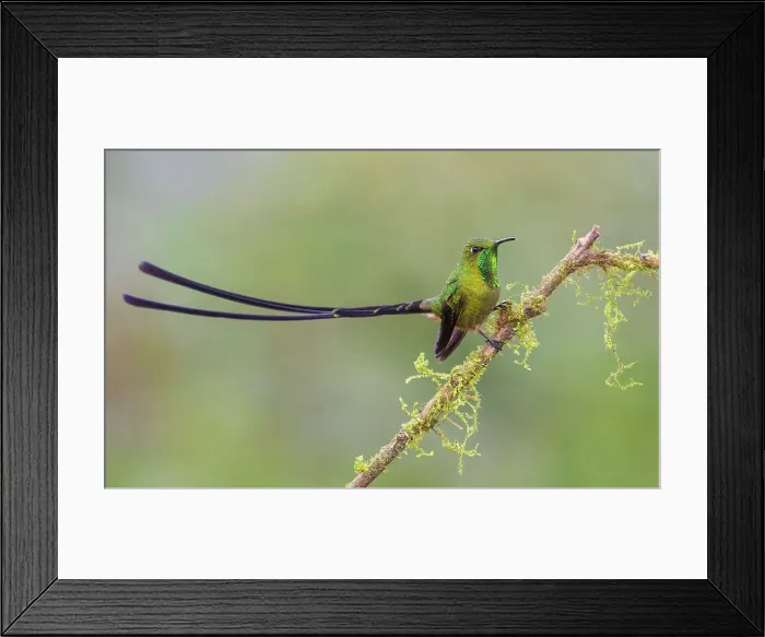 Framed Print : Black-tailed trainbearer resting on mossy limb, cloud forest, Ecuador Framed Print : Black-tailed trainbearer resting on mossy limb, cloud forest, Ecuador