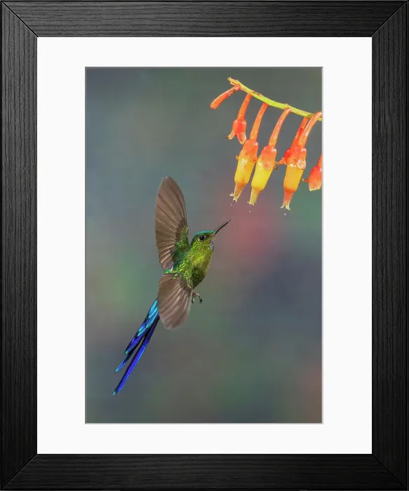 Framed Print : Violet-tailed sylph, a vividly stunning hummingbird approaching wildflowers in the cloud forest of Ecuador
