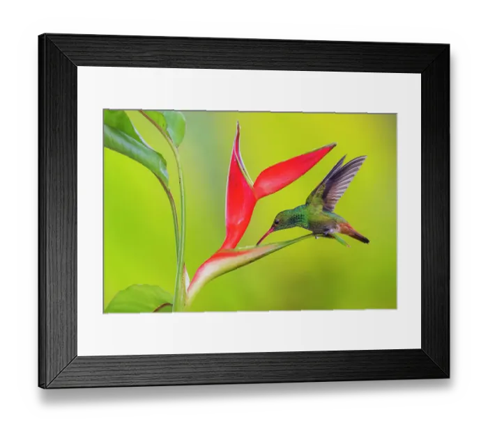 Framed Print : Rufous-tailed hummingbird getting nectar from a heliconia bloom, cloud forest, Ecuador Framed Print : Rufous-tailed hummingbird getting nectar from a heliconia bloom, cloud forest, Ecuador