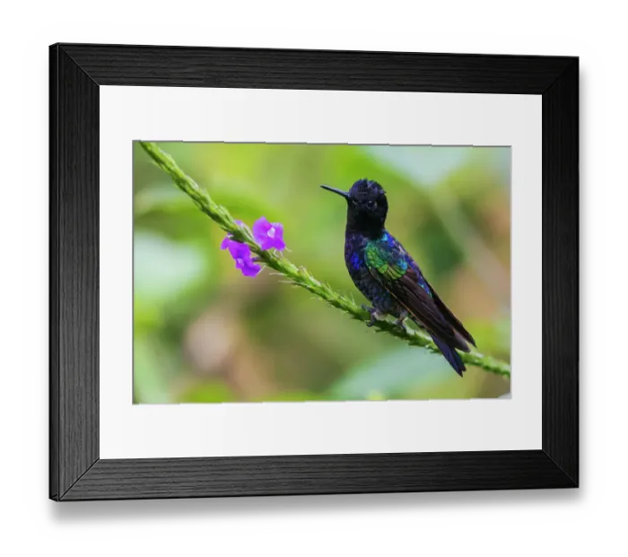 Framed Print : Velvet-purple coronet hummingbird perched on a flower stem in the endangered Choco Forest of Ecuador