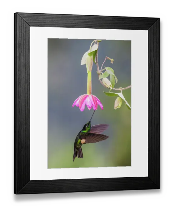 Framed Print : Buff-winged starfrontlet approaching a beautiful bloom, cloud forest, Ecuador Framed Print : Buff-winged starfrontlet approaching a beautiful bloom, cloud forest, Ecuador