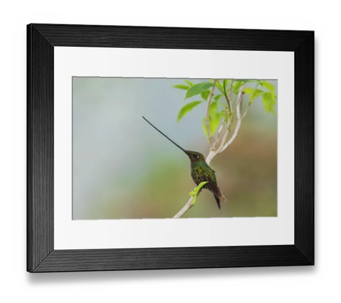 Framed Print : Sword-billed hummingbird resting in the cloud forest, Ecuador Framed Print : Sword-billed hummingbird resting in the cloud forest, Ecuador
