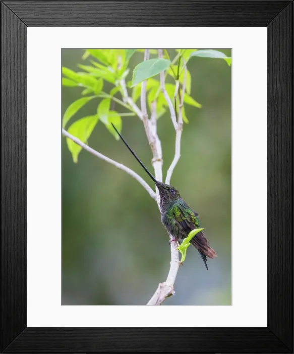 Framed Print : Sword-billed hummingbird resting in the cloud forest, Ecuador