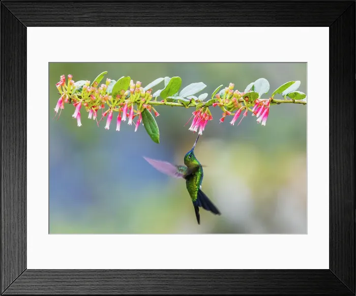 Framed Print : Sapphire-vented puffleg foraging on the wing in the cloud forest of Ecuador Framed Print : Sapphire-vented puffleg foraging on the wing in the cloud forest of Ecuador