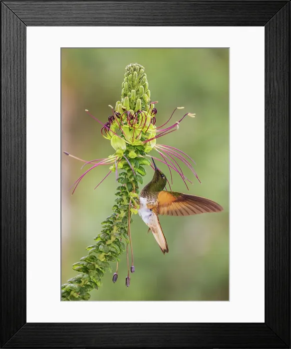 Framed Print : Buff-tailed coronet foraging in the beautiful cloud forest of Ecuador Framed Print : Buff-tailed coronet foraging in the beautiful cloud forest of Ecuador