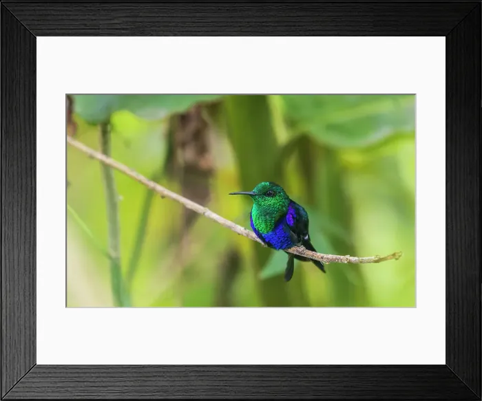 Framed Print : Green-crowned woodnymph, portrait in the beautiful cloud forest of Ecuador