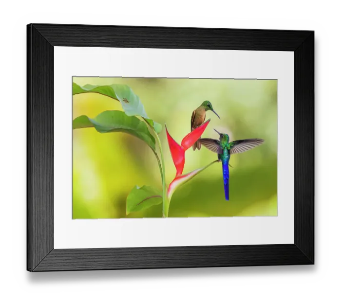 Framed Print : Violet-tailed sylph and fawn-breasted brilliant hummingbirds sharing heliconia nectar in the Ecuador cloud forest