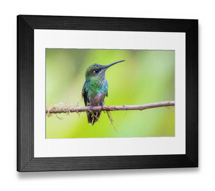 Framed Print : The subtle beautiful violet-tailed sylph (female) at home in the cloud forest of Ecuador Framed Print : The subtle beautiful violet-tailed sylph (female) at home in the cloud forest of Ecuador