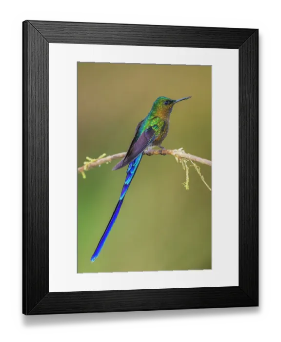 Framed Print : Violet-tailed sylph, a vividly stunning hummingbird living in the cloud forest of Ecuador Framed Print : Violet-tailed sylph, a vividly stunning hummingbird living in the cloud forest of Ecuador
