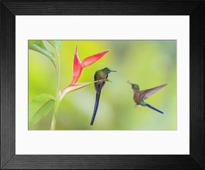 Framed Print : Violet-tailed sylph, a vividly stunning hummingbird approaching wildflowers in the cloud forest of Ecuador Framed Print : Violet-tailed sylph, a vividly stunning hummingbird approaching wildflowers in the cloud forest of Ecuador