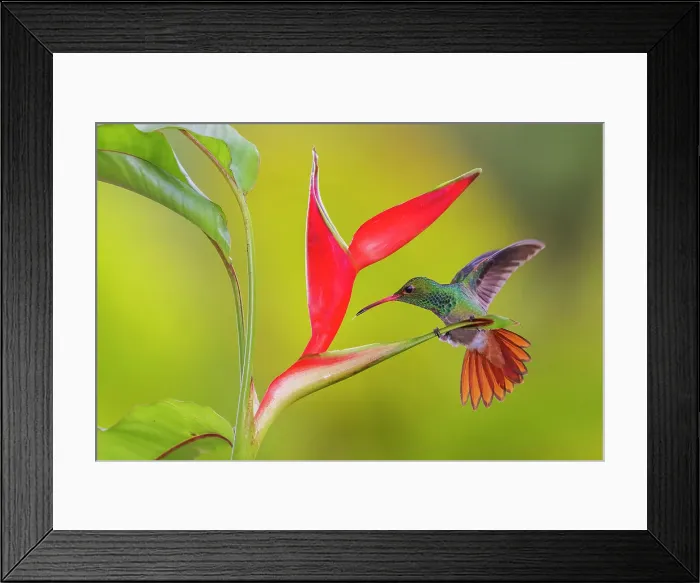 Framed Print : Rufous-tailed hummingbird approaching heliconia blooms, cloud forest, Ecuador Framed Print : Rufous-tailed hummingbird approaching heliconia blooms, cloud forest, Ecuador