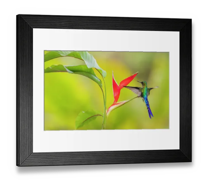 Framed Print : Violet-tailed sylph, a vividly stunning hummingbird alighting on a heliconia leaf, at home in the cloud forest of Ecuador