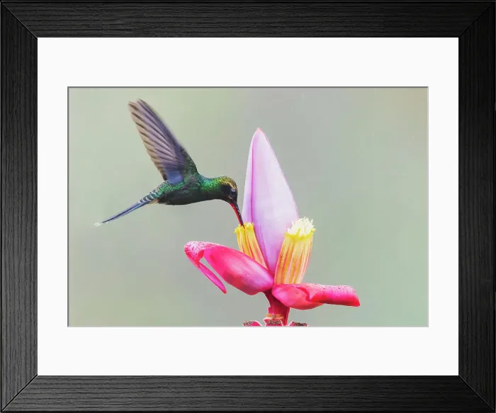 Framed Print : White-whiskered hermit foraging on a banana bloom, in the endangered Choco Forest of Ecuador Framed Print : White-whiskered hermit foraging on a banana bloom, in the endangered Choco Forest of Ecuador