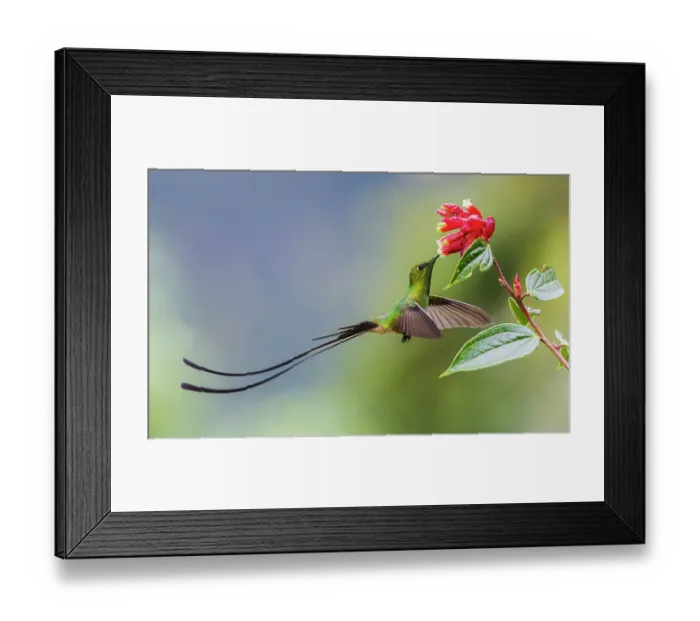 Framed Print : Black-tailed trainbearer foraging in flight, cloud forest, Ecuador Framed Print : Black-tailed trainbearer foraging in flight, cloud forest, Ecuador