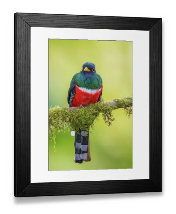 Framed Print : Masked trogon (male) searching for a meal in the cloud forest of Ecuador Framed Print : Masked trogon (male) searching for a meal in the cloud forest of Ecuador