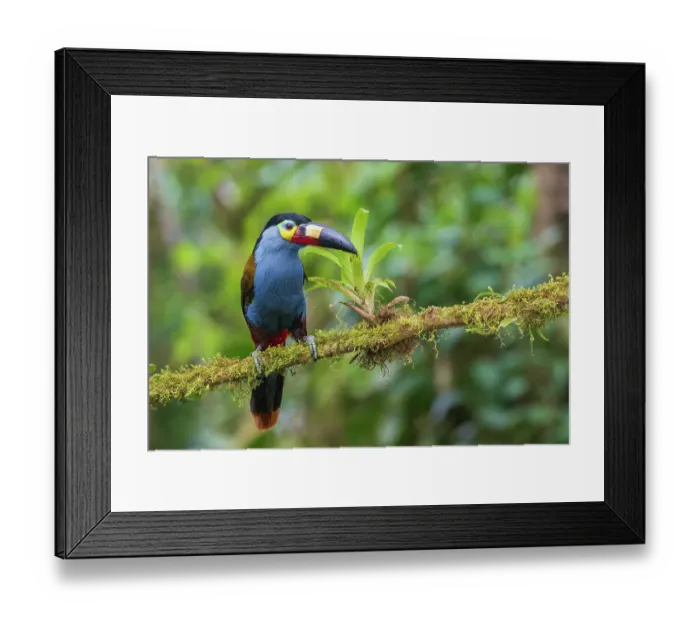 Framed Print : Plate-billed mountain-toucan, cloud forest, Ecuador Framed Print : Plate-billed mountain-toucan, cloud forest, Ecuador