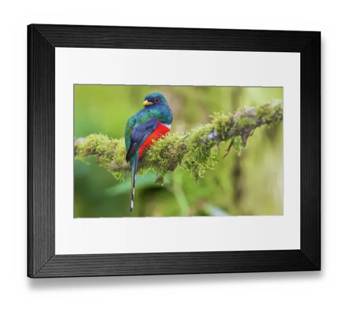 Framed Print : Masked trogon (male) searching for a meal in the cloud forest of Ecuador Framed Print : Masked trogon (male) searching for a meal in the cloud forest of Ecuador
