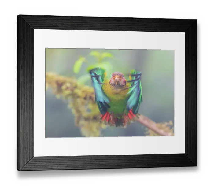 Framed Print : Rose-faced parrot taking flight, misty morning in the Choco Forest of Ecuador Framed Print : Rose-faced parrot taking flight, misty morning in the Choco Forest of Ecuador