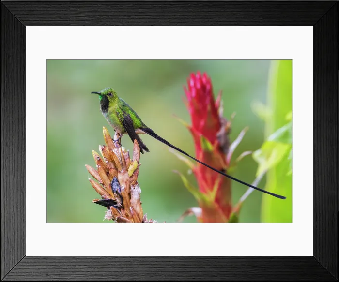 Framed Print : Black-tailed trainbearer pausing for a moment in the cloud forest of Ecuador Framed Print : Black-tailed trainbearer pausing for a moment in the cloud forest of Ecuador