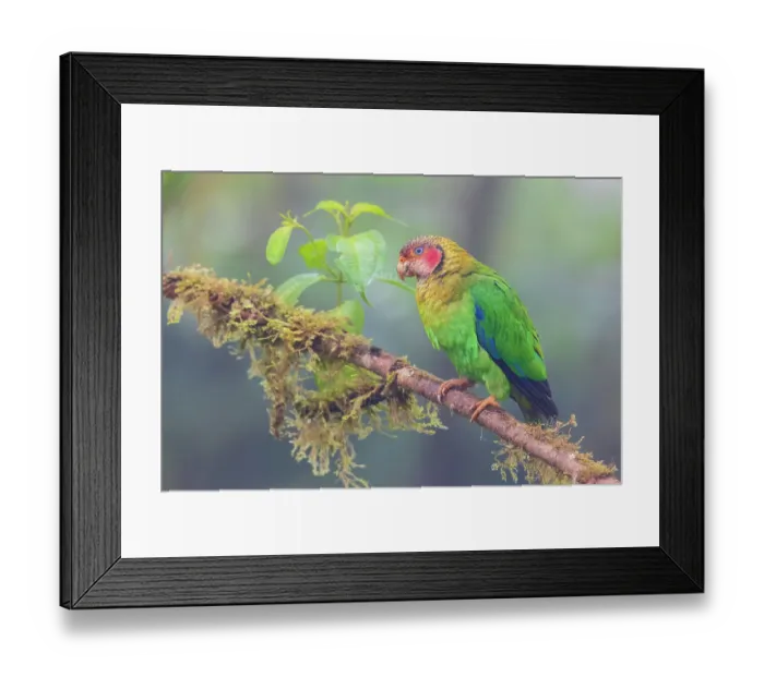 Framed Print : Rose-faced parrot, misty morning in the Choco Forest of Ecuador