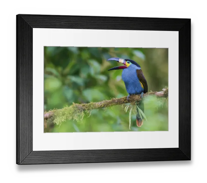 Framed Print : Plate-billed mountain-toucan yawning, cloud forest, Ecuador Framed Print : Plate-billed mountain-toucan yawning, cloud forest, Ecuador